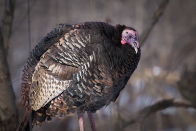 A turkey with iridescent brown feathers stands prominently, showcasing its intricate plumage. The bird's head is a contrasting pinkish-red, and its beak is pointed and slightly curved. The background is blurred, featuring muted natural tones, suggesting an outdoor setting.
