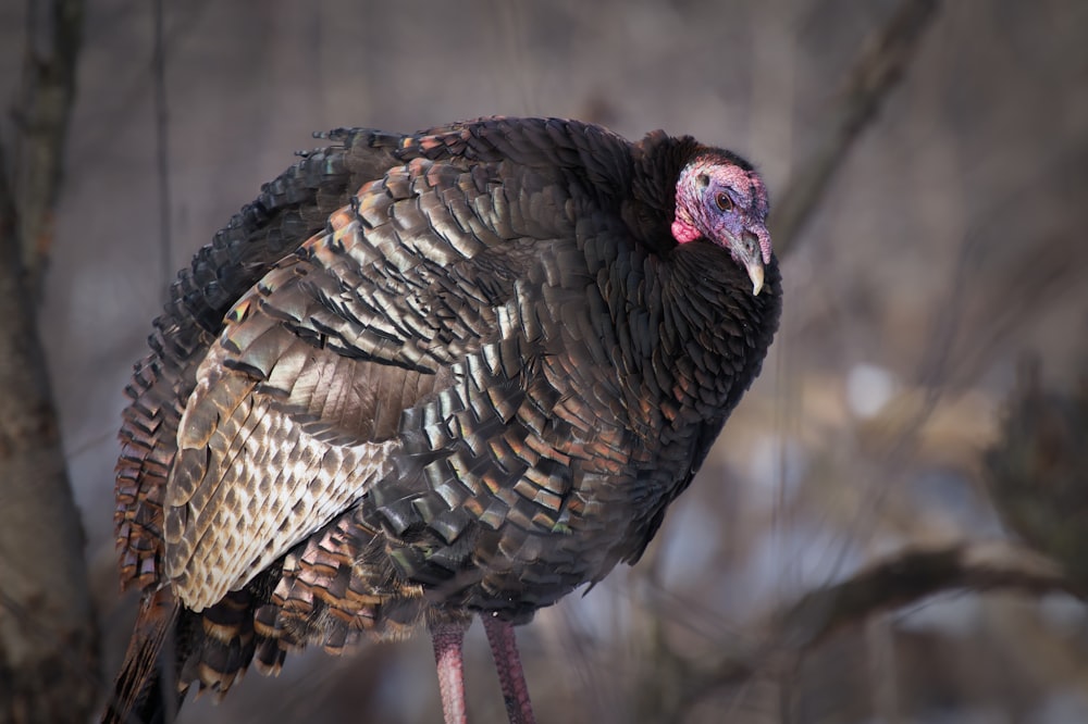a large turkey standing on a tree branch