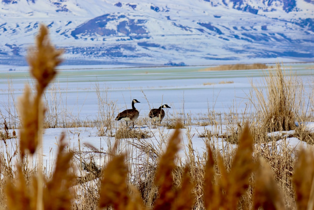 three geese walking in the snow in front of a mountain