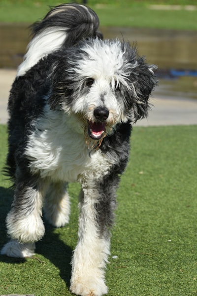 Beacon Hill Dog Park