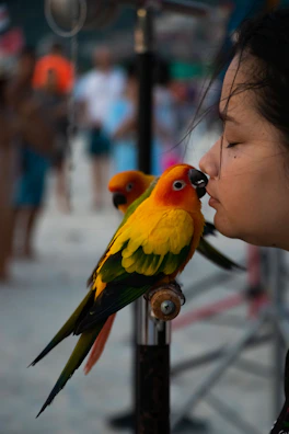 A playful parrot perched on a smiling pet owner’s hand indoors.