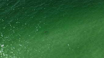 Aerial view of an expanse of green-tinted water with a single dark silhouette of a shark swimming near the surface.