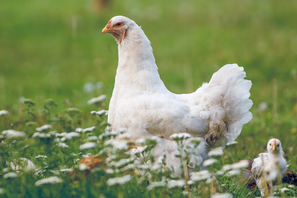 a white chicken standing on top of a lush green field