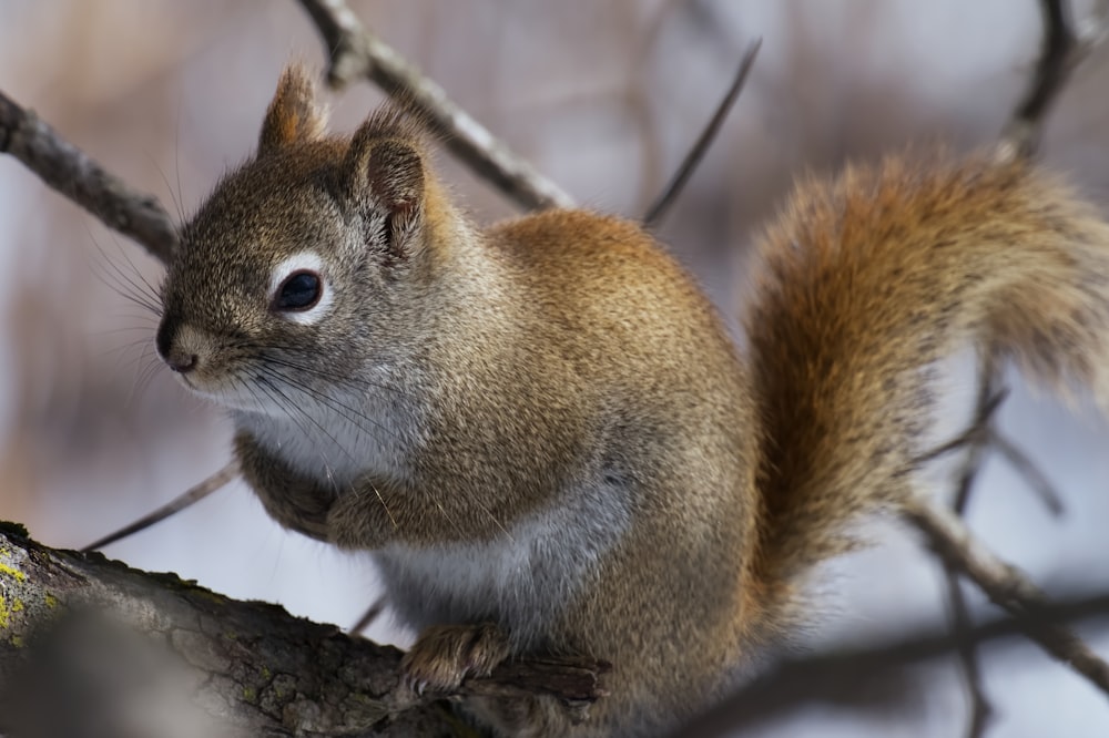 a squirrel is sitting on a tree branch