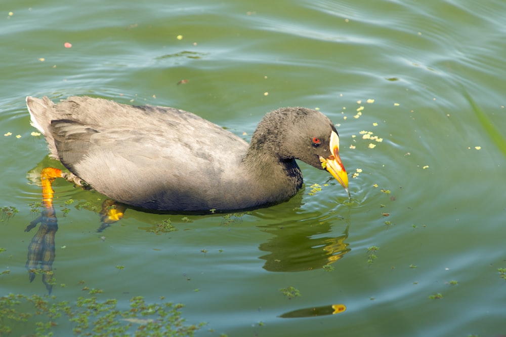 a duck swimming in the water with a yellow beak