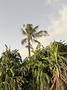 A tall palm tree stands against a light sky, surrounded by dense, lush green foliage at its base. The leaves of the palm tree are spread out, and the sunlight casts a warm glow on the scene.