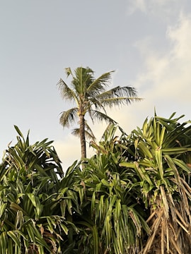 A tall palm tree stands against a light sky, surrounded by dense, lush green foliage at its base. The leaves of the palm tree are spread out, and the sunlight casts a warm glow on the scene.