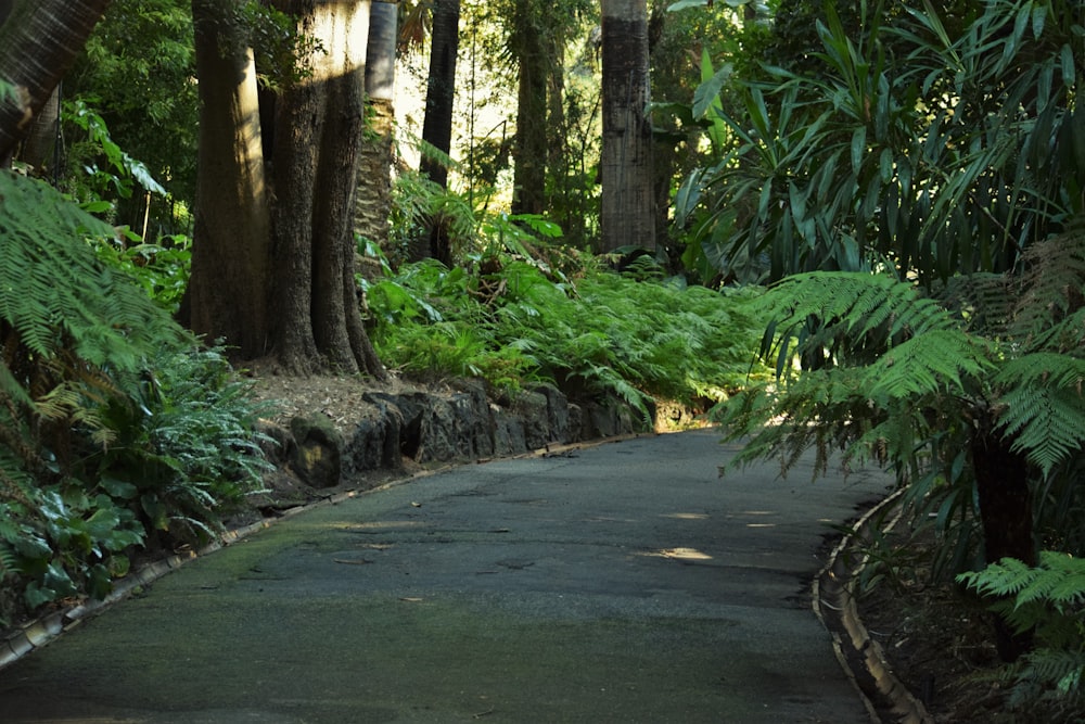 a paved road surrounded by lush green trees