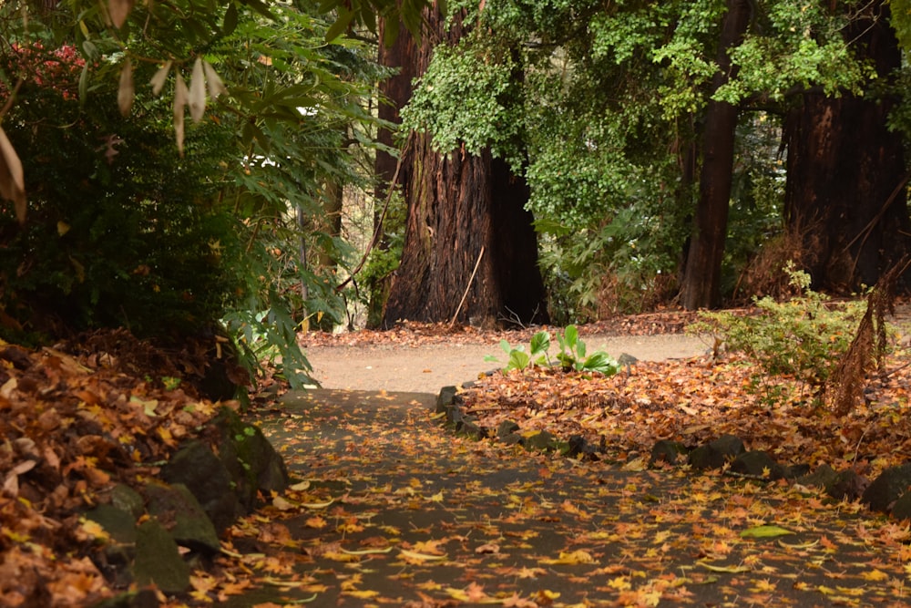 a path through a forest with lots of leaves on the ground