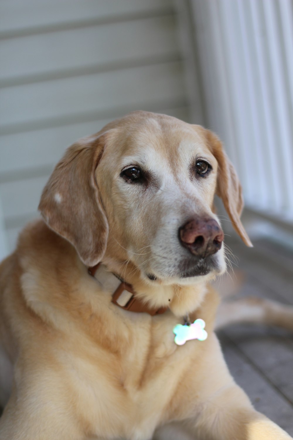 a close up of a dog laying on a porch