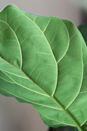 Close-up of healthy skin with a green leaf beside it, representing natural skin care.