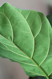 Close-up of healthy skin with a green leaf beside it, representing natural skin care.