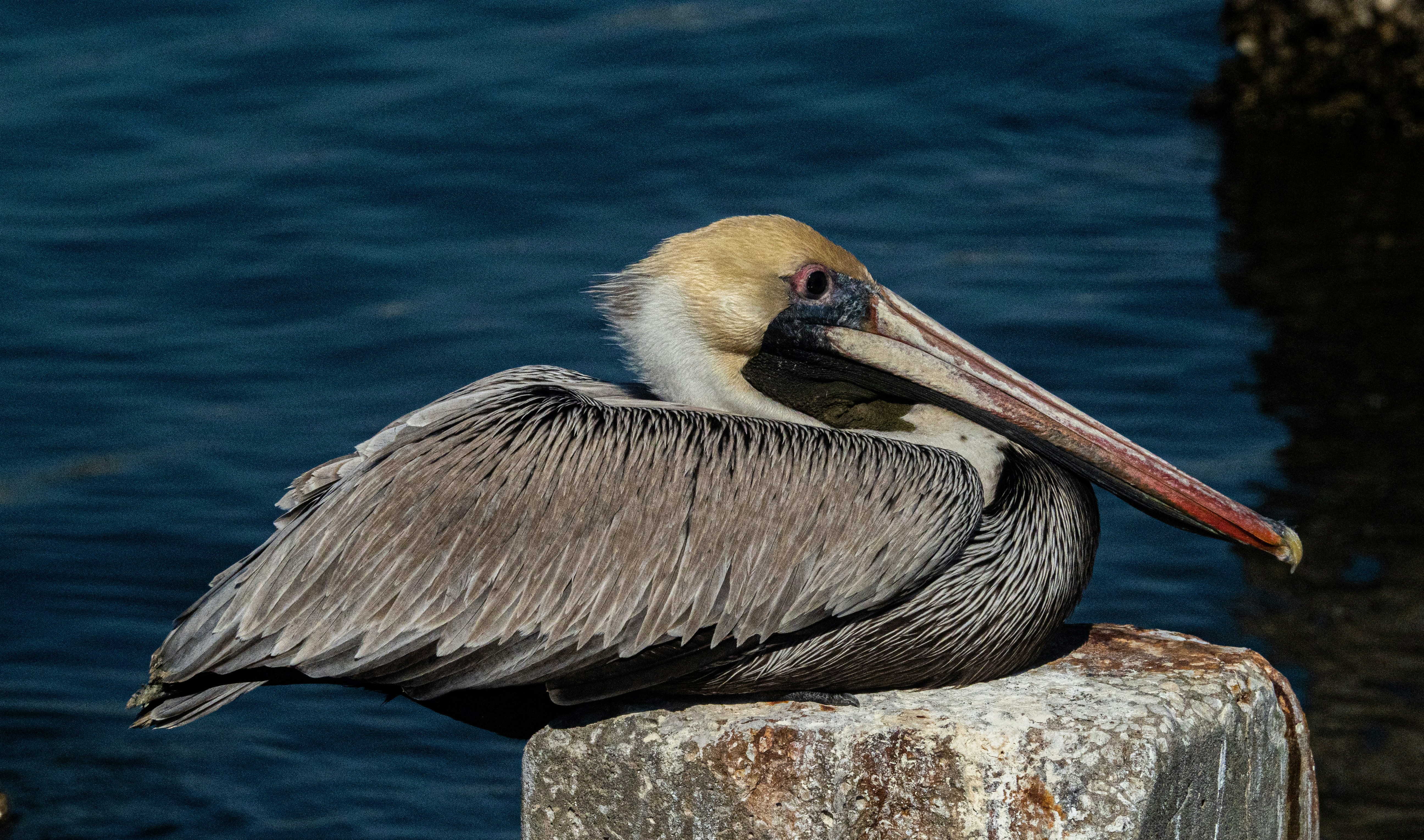 Photo by lderksen