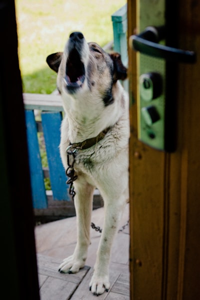 Dog standing at a door looking up, illustrating bell training to ask to go outside