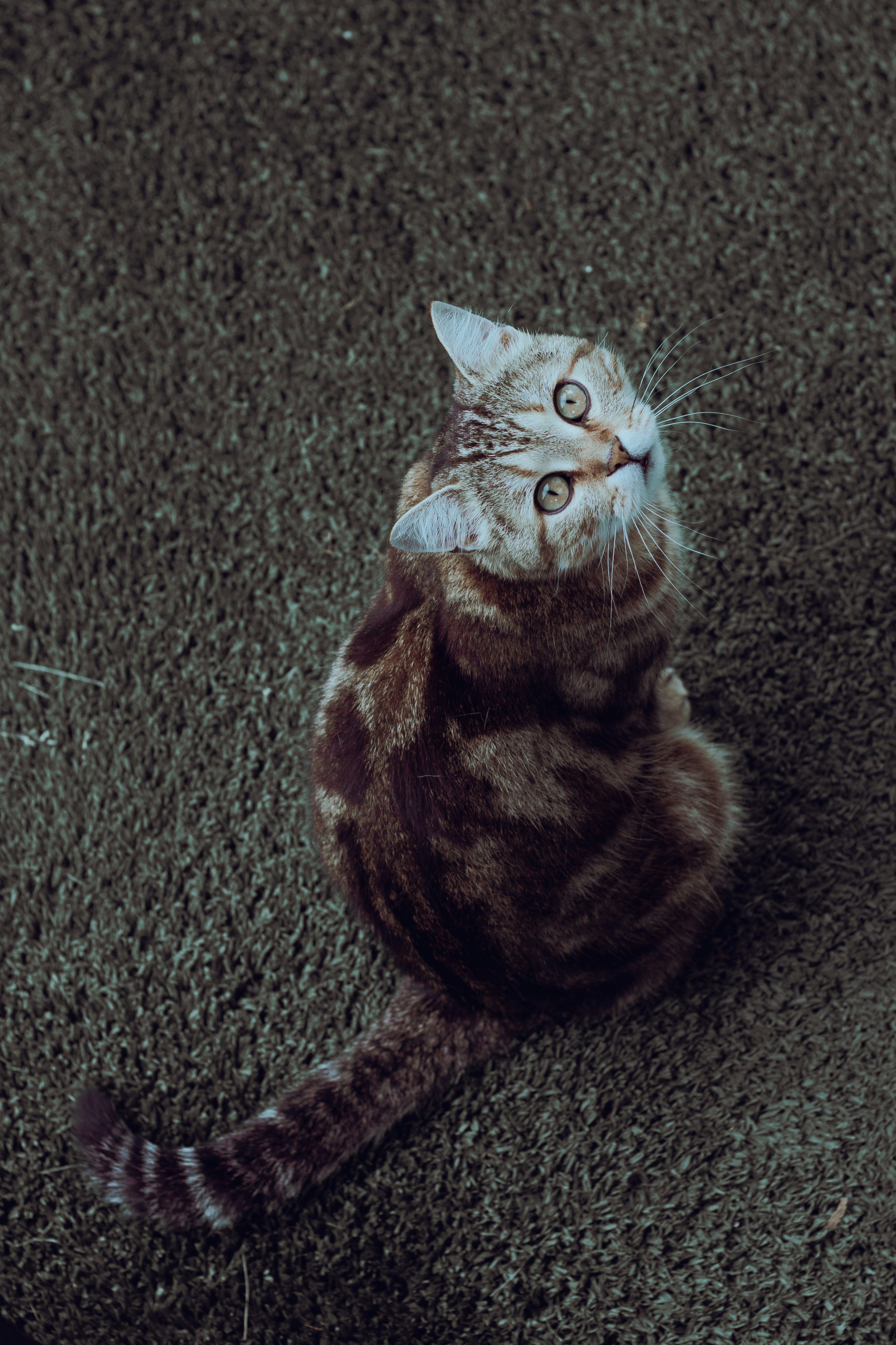 10 Vintage Tortoiseshell Cat Names That Never Go Out of Style