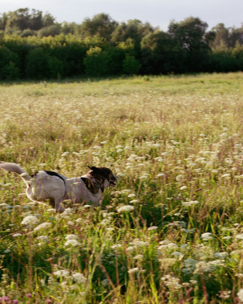 a dog running through a field of tall grass