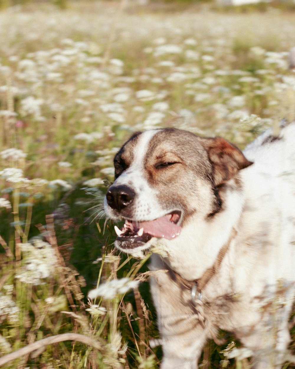 a dog is standing in a field of flowers