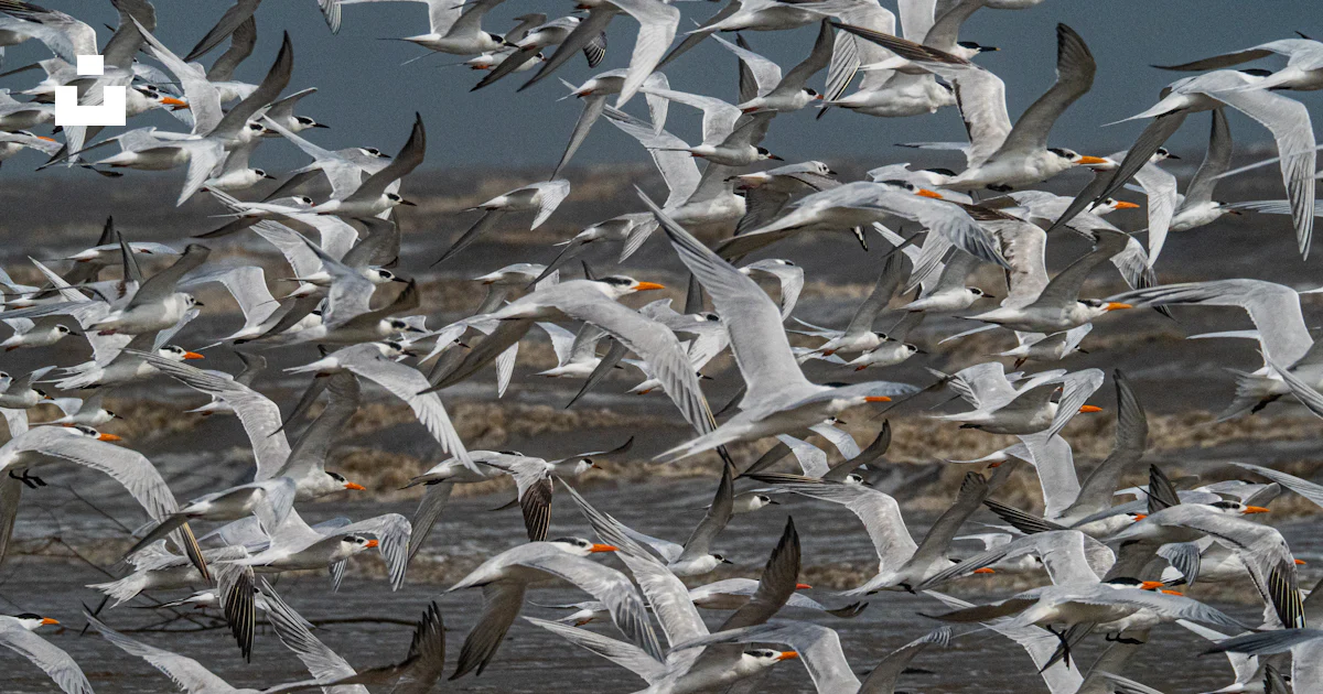 Un Grand Troupeau De Mouettes Survolant Une Plage Photo Photo Animal un-grand-troupeau-de-mouettes-survolant-une-plage-photo-photo-animal