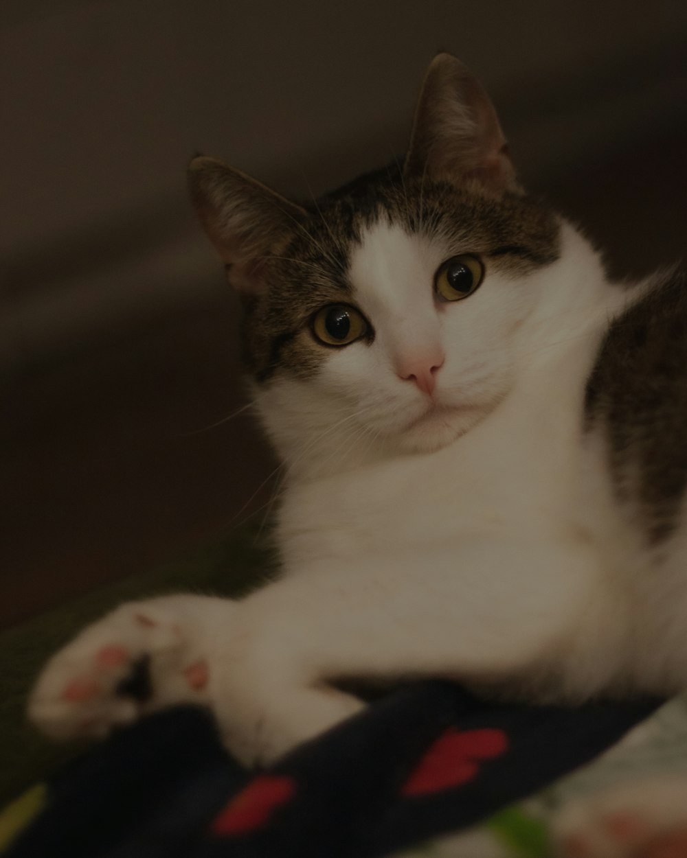 a cat laying on top of a bed next to a wall