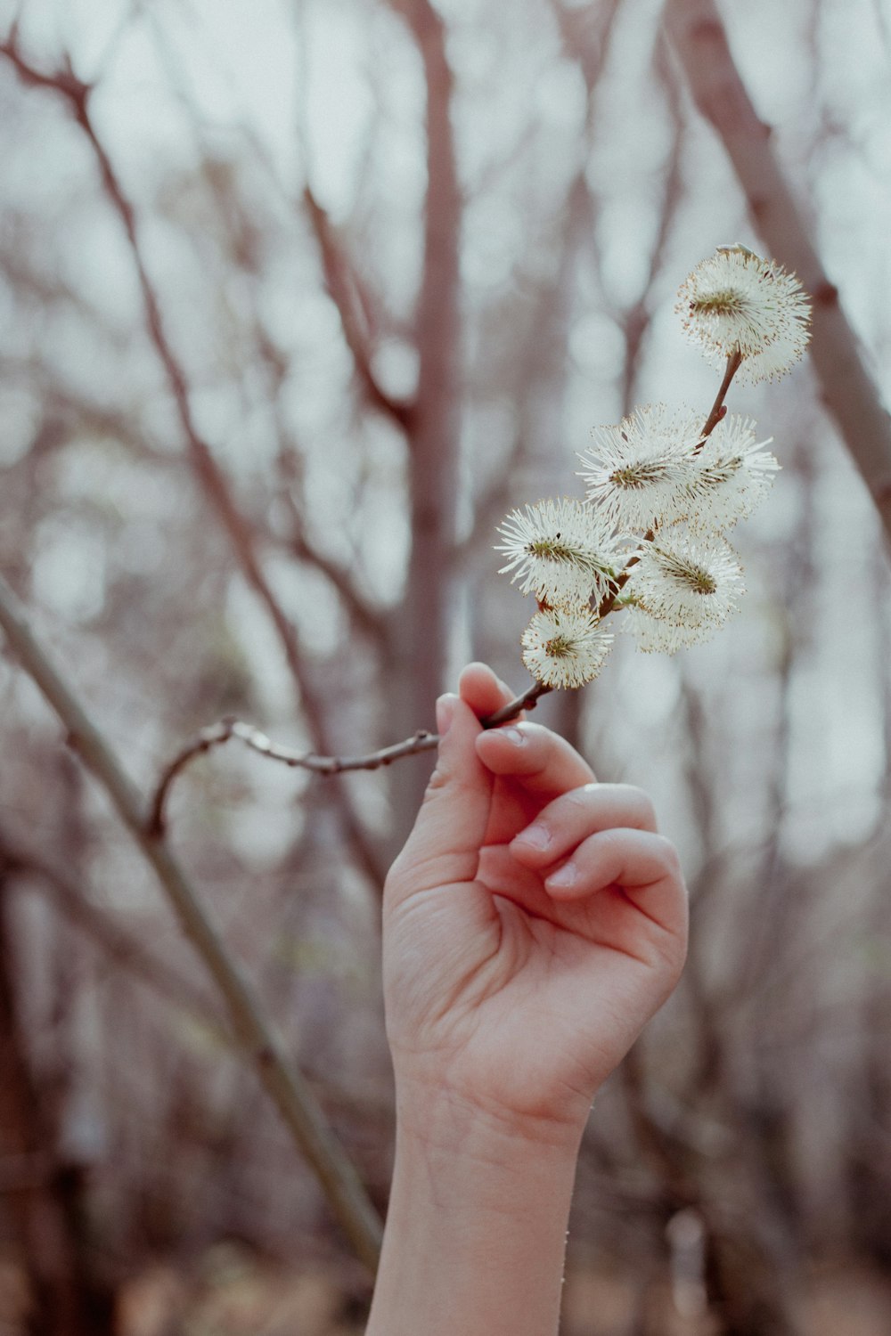 a hand holding a flower in front of a tree
