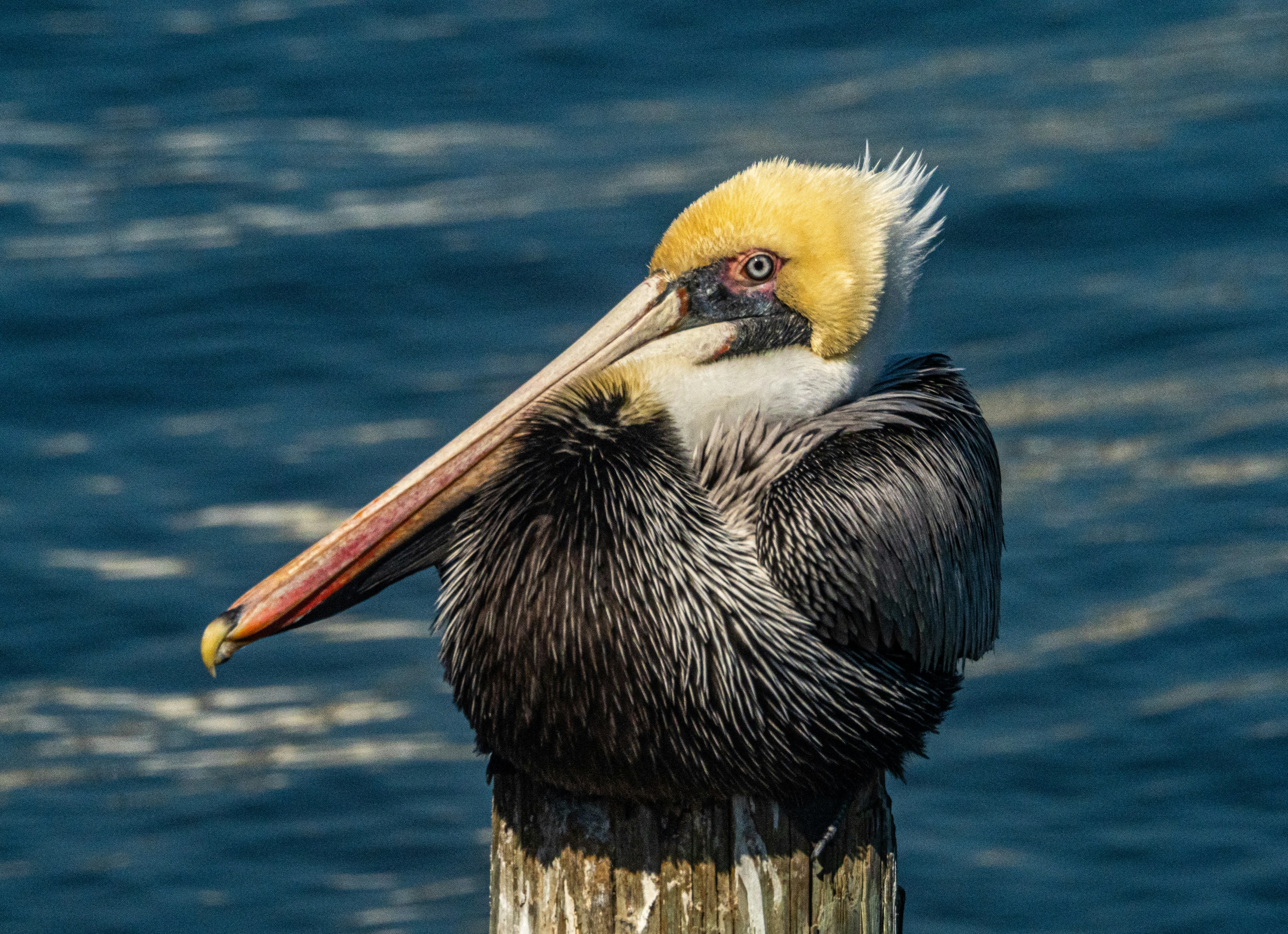 Photo by lderksen