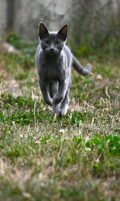 Participants cheering as their chosen cat sprints towards the finish line.