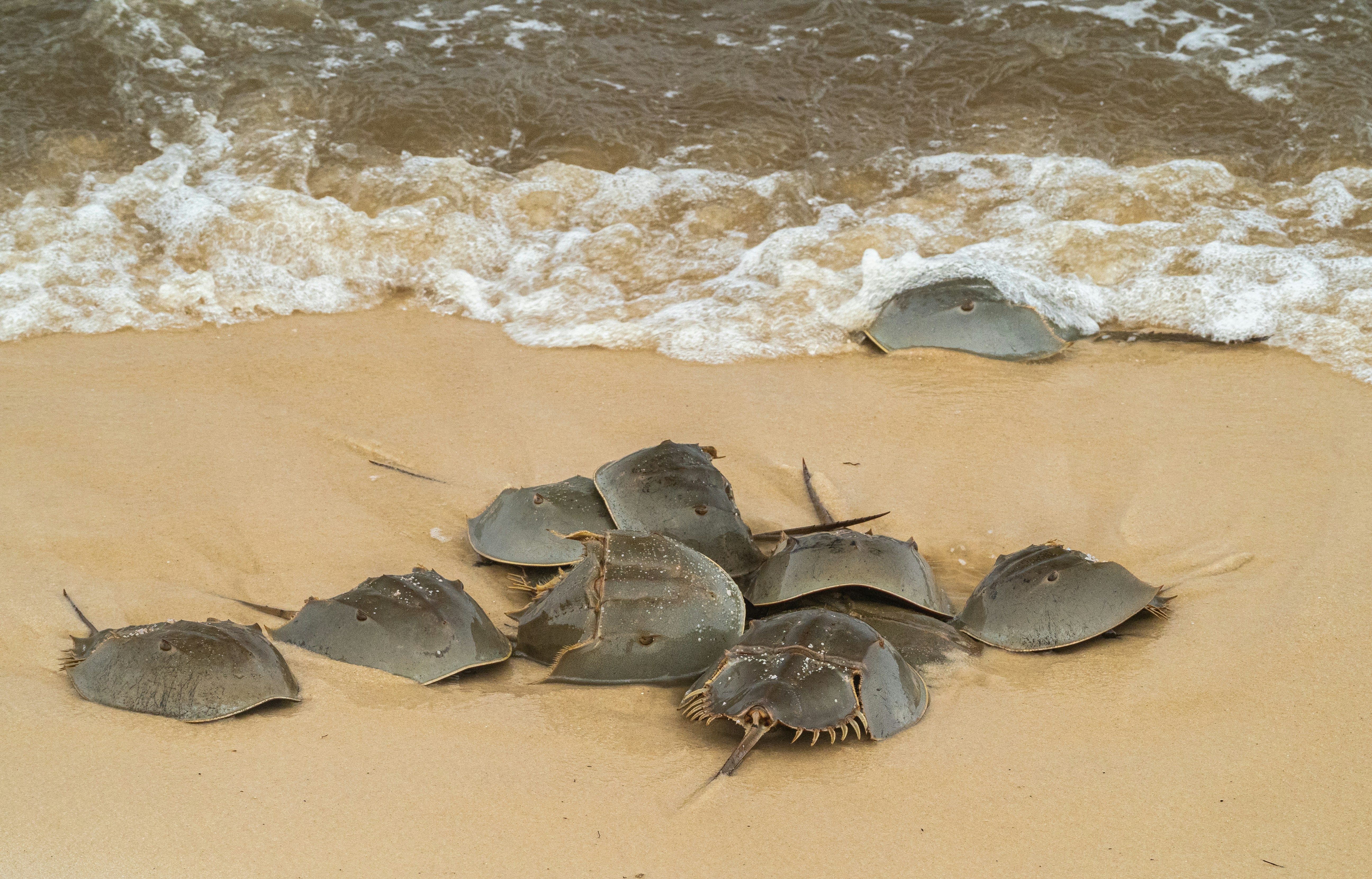 Young Turtles in the Plastic Trap (image credits: unsplash)