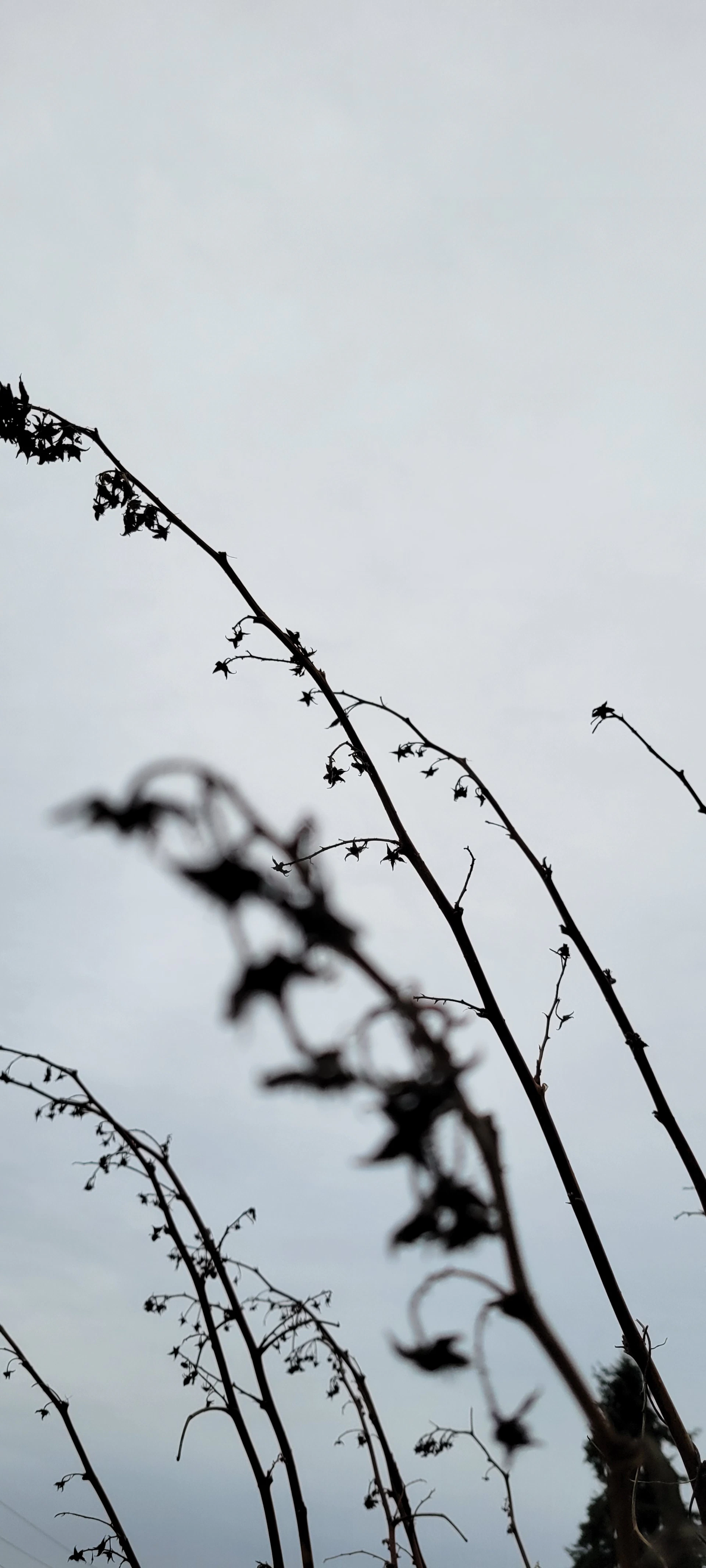 a bird sitting on top of a tree branch