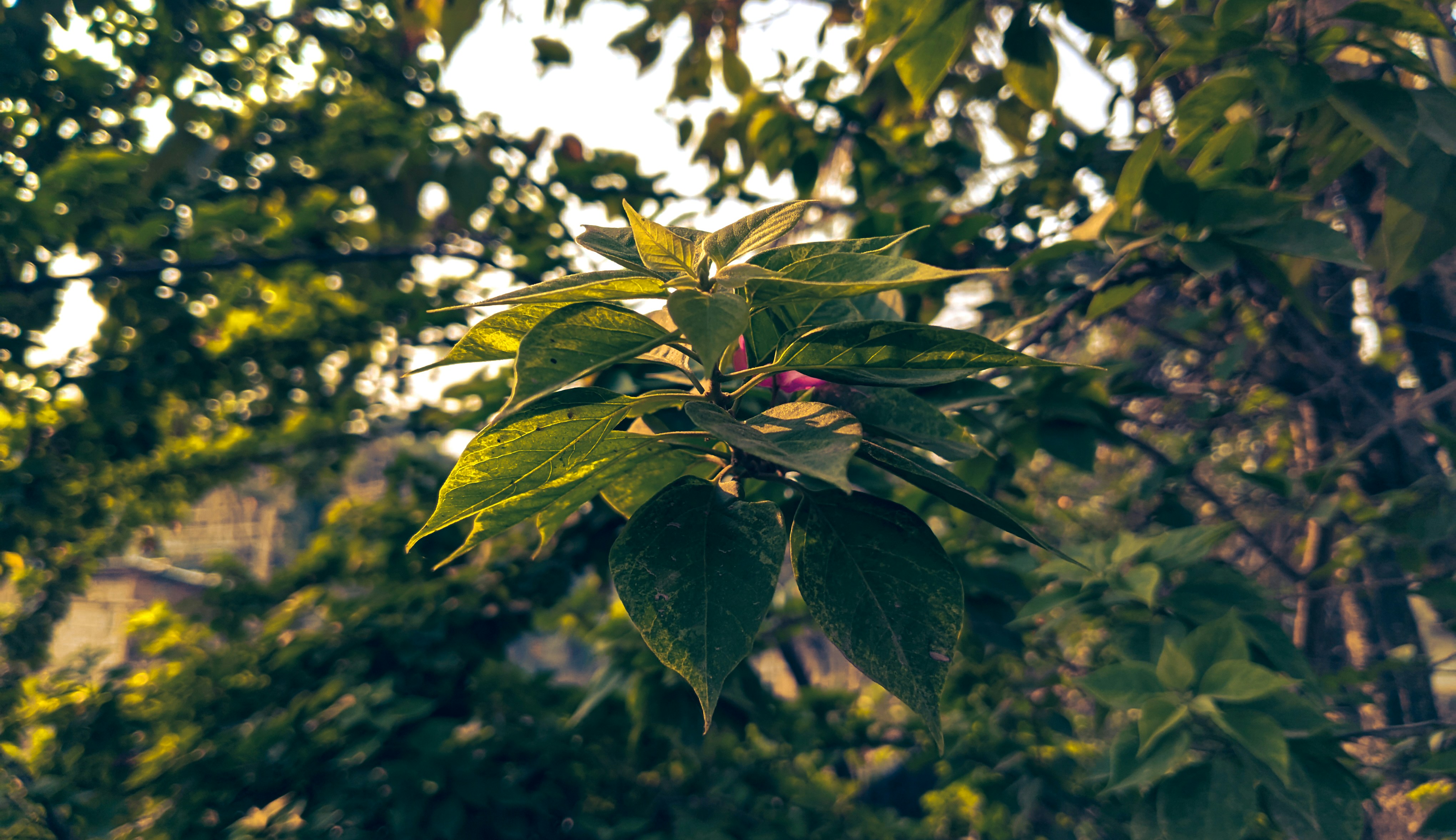 Leaves through sunrays.