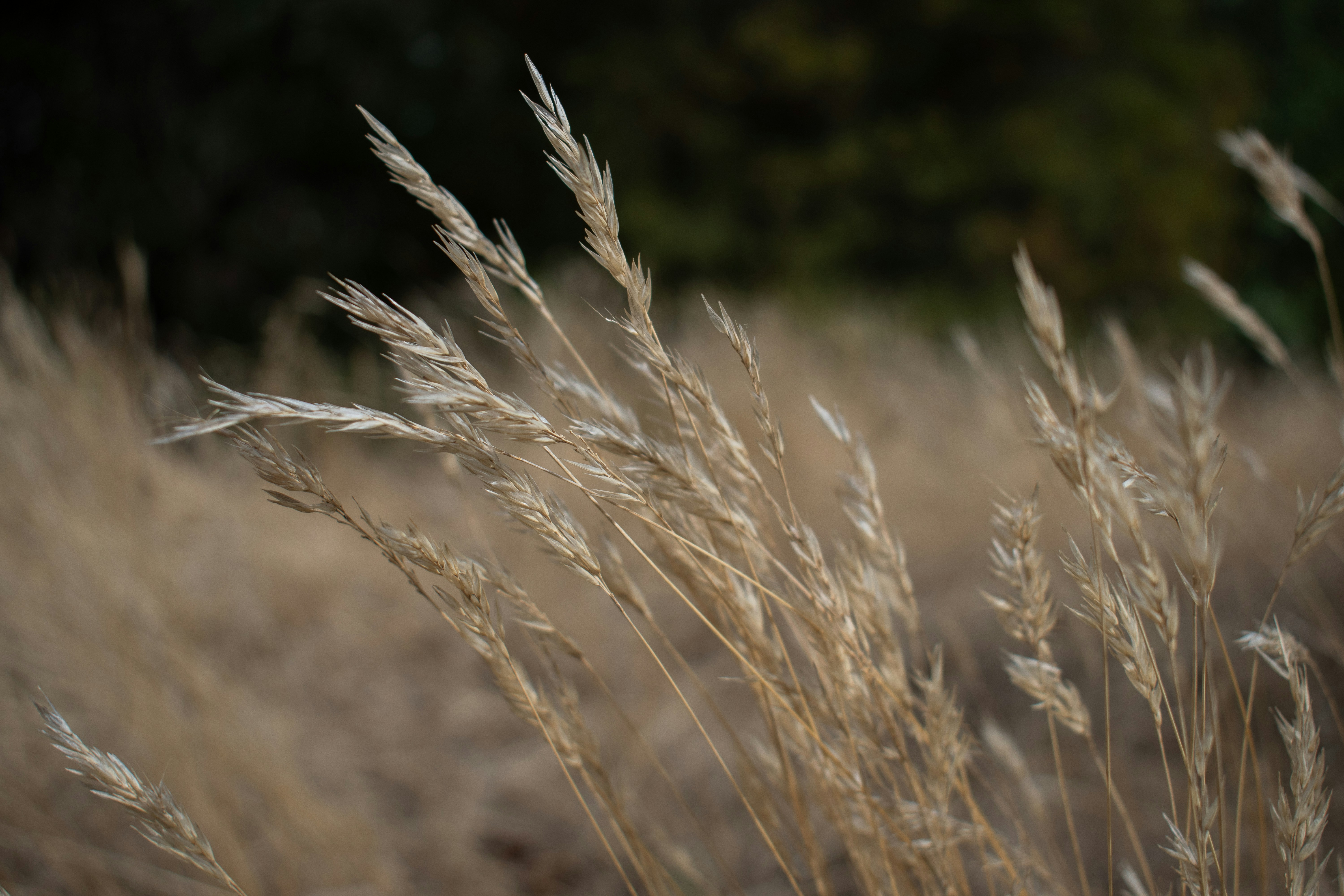 A bunch of tall dry grass in a field photo Free Royal park Image on