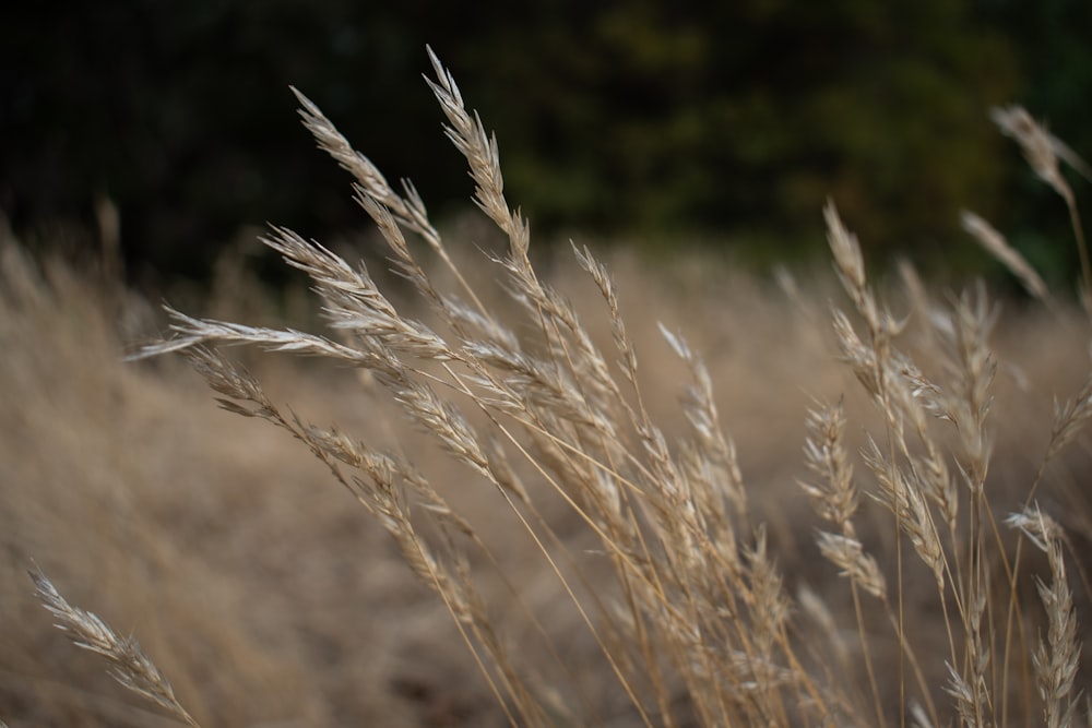 a bunch of tall dry grass in a field