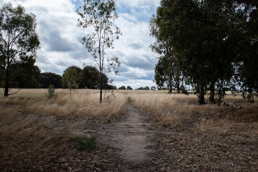 a dirt path in a field with trees