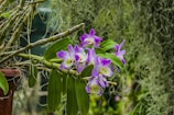 An artful mix of purple orchids and greenery set against a warm wooden background.