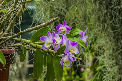 An artful mix of purple orchids and greenery set against a warm wooden background.