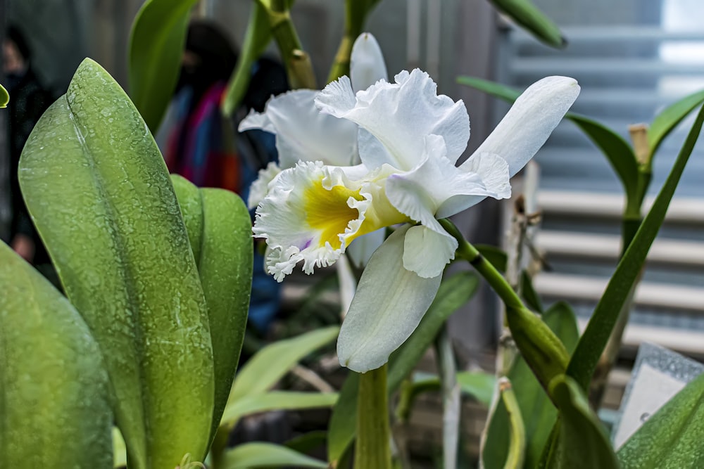 a close up of a white flower with green leaves