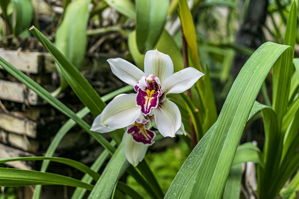 uma flor branca com um centro roxo em um jardim