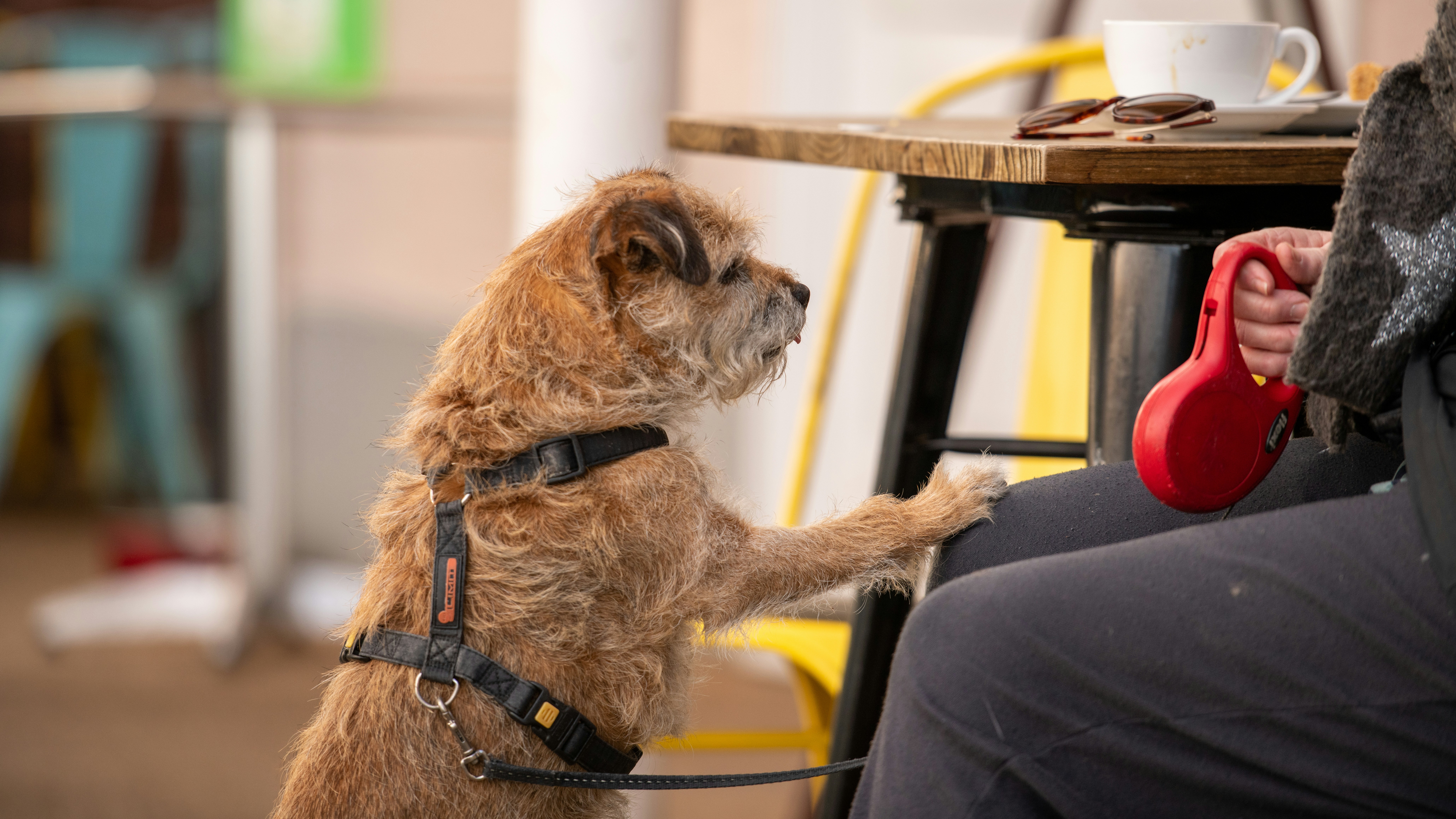 כלב קטן חמוד
