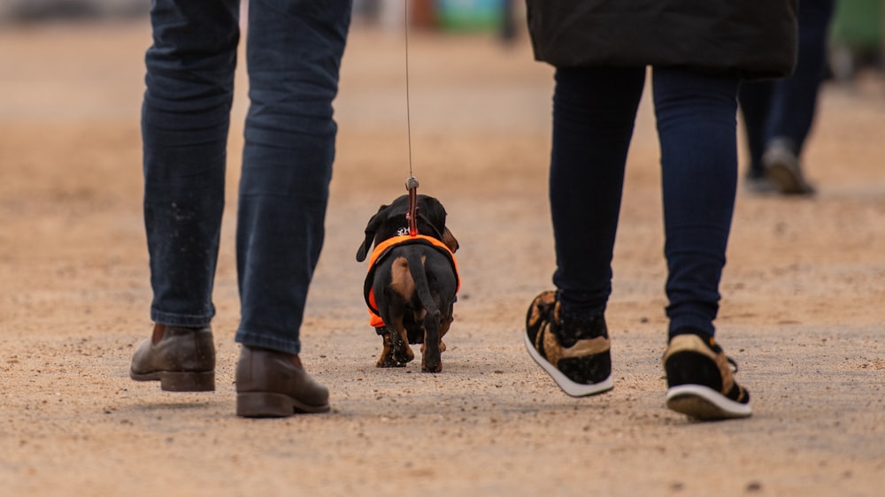 two people walking a dog on a leash