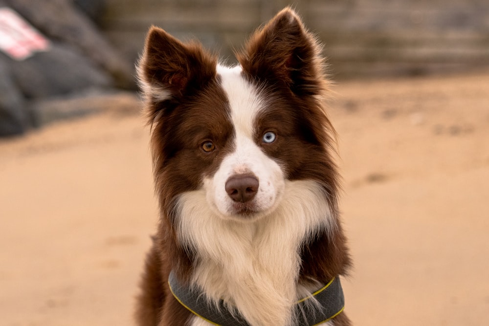 a brown and white dog sitting on top of a sandy beach