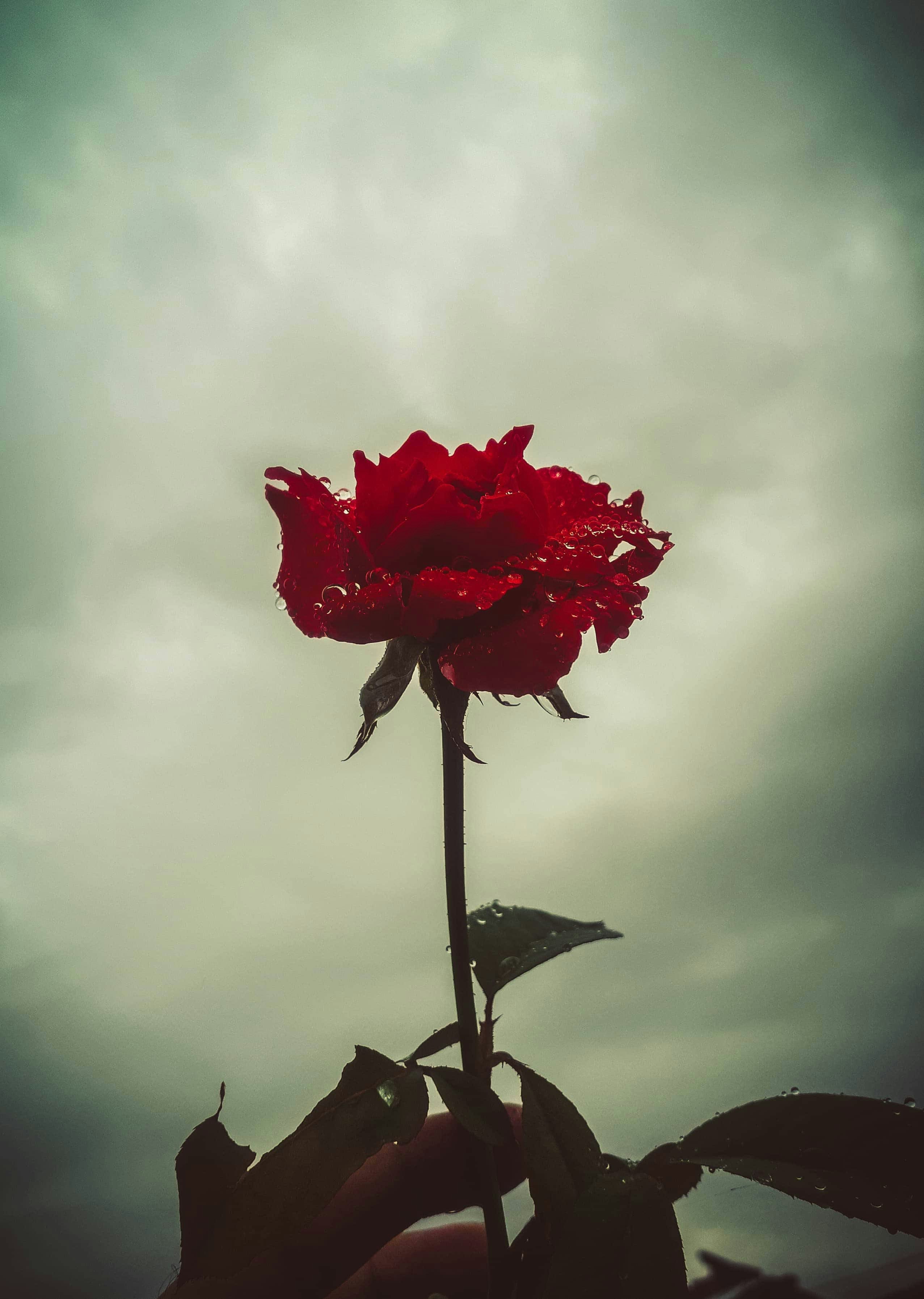 Photo by sharmanawraj7