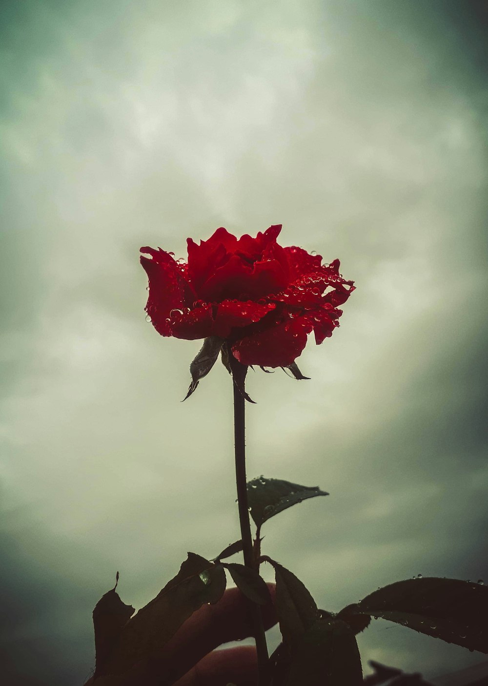a single red rose in the middle of a cloudy sky