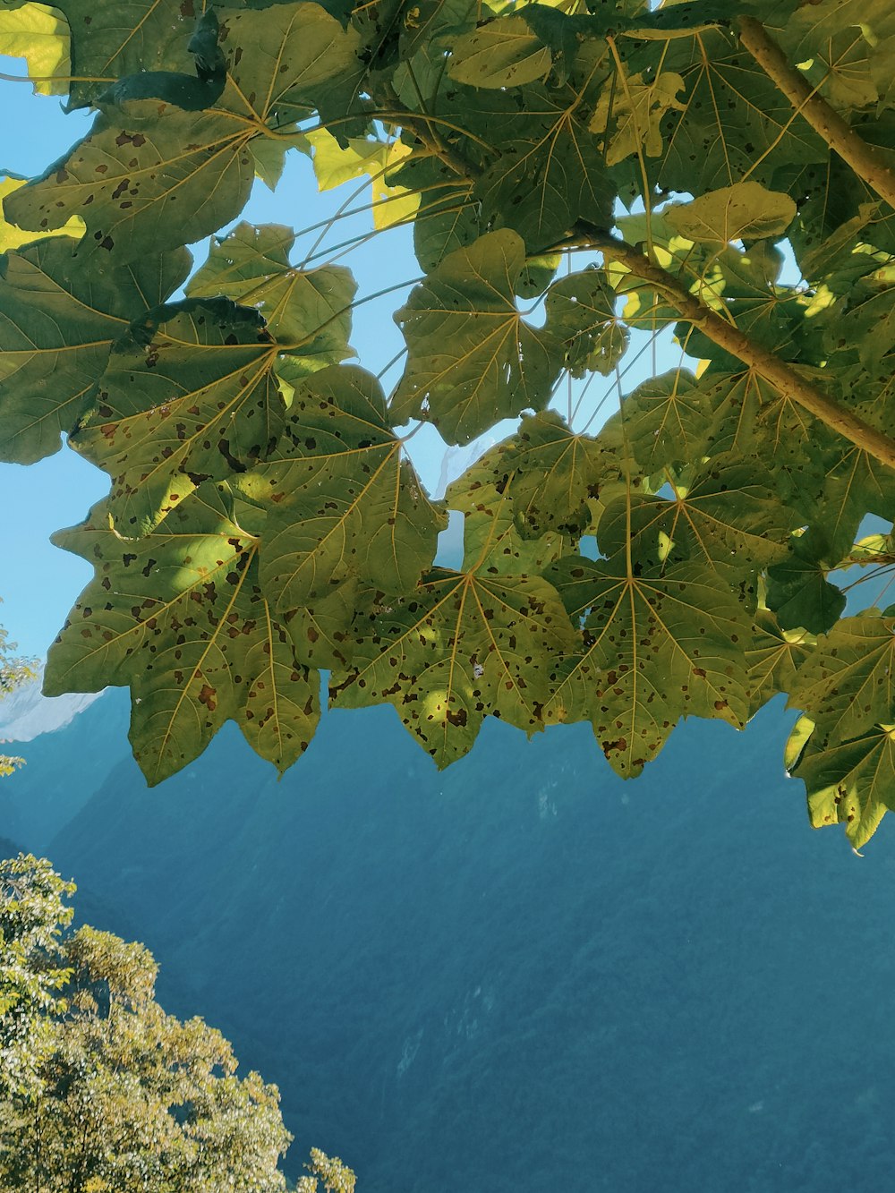 the leaves of a tree above a body of water