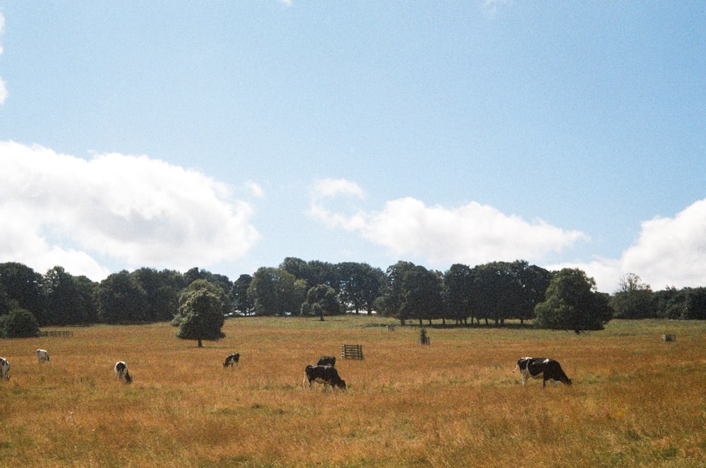 a herd of cattle grazing on a dry grass field