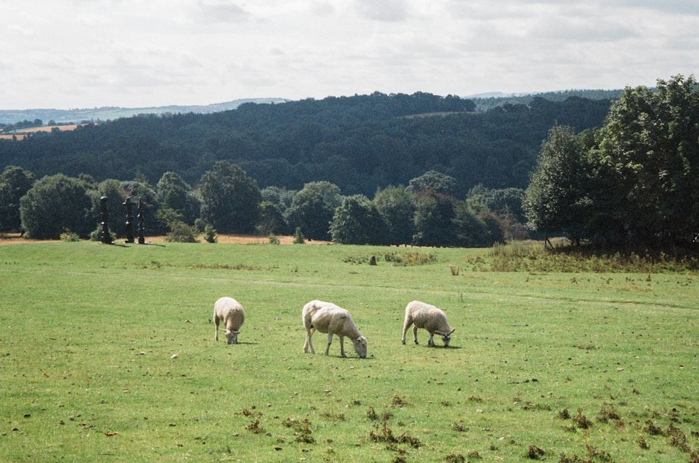 a herd of sheep grazing on a lush green field