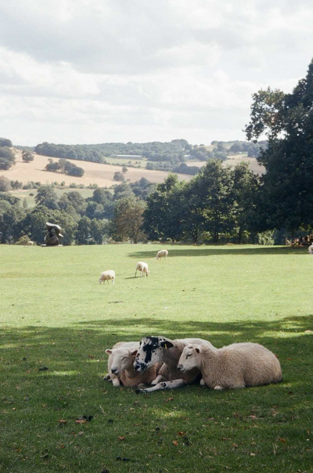 a herd of sheep laying on top of a lush green field
