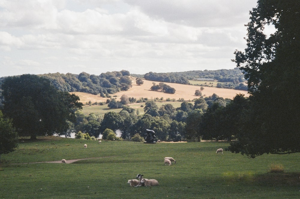 a herd of sheep grazing on a lush green field