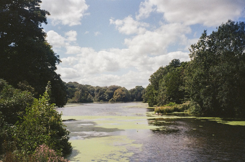 a body of water surrounded by lots of trees