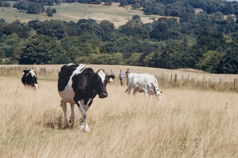 a herd of cows walking across a dry grass field