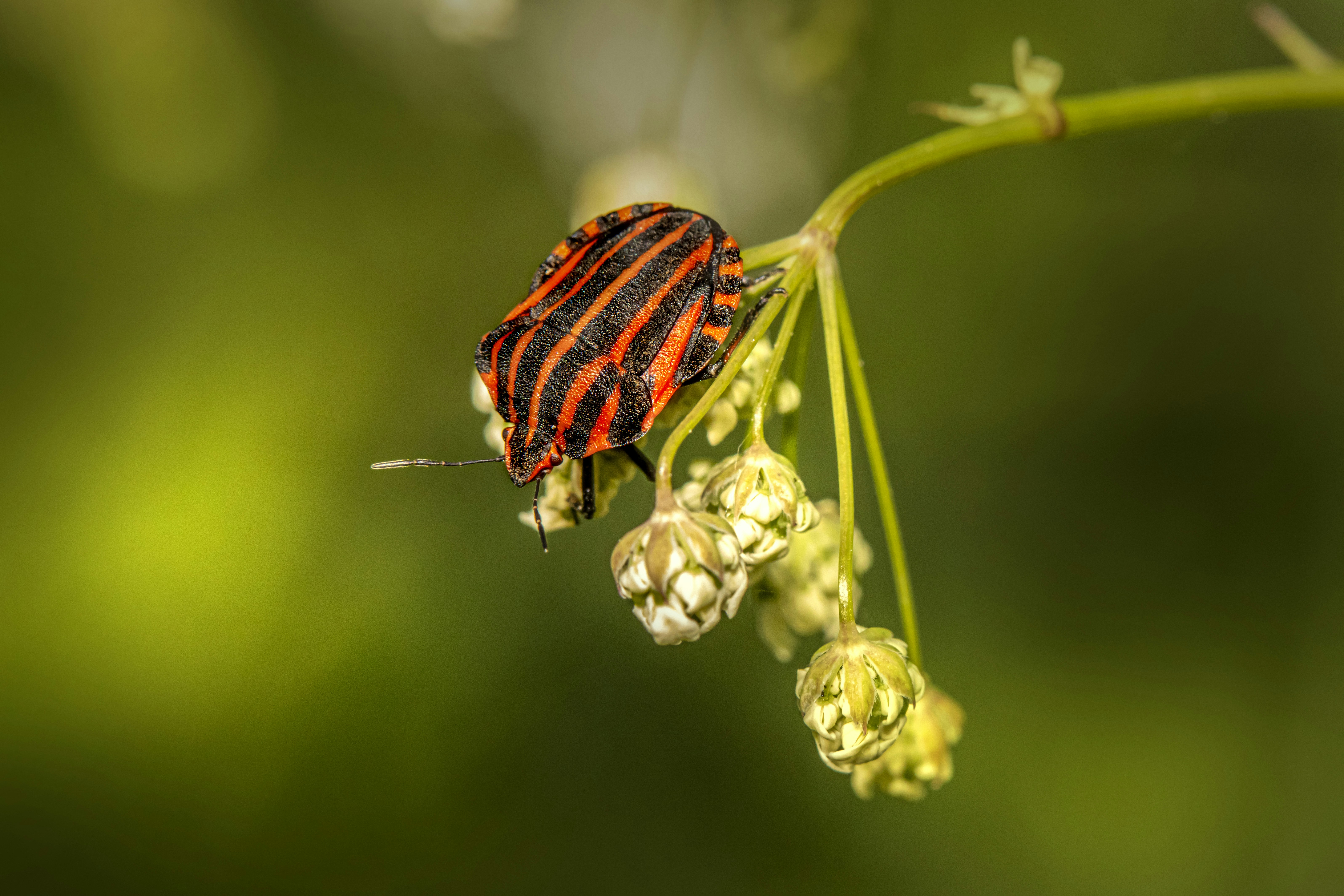 A red and black bug sitting on top of a plant photo – Free Pikva Image ...