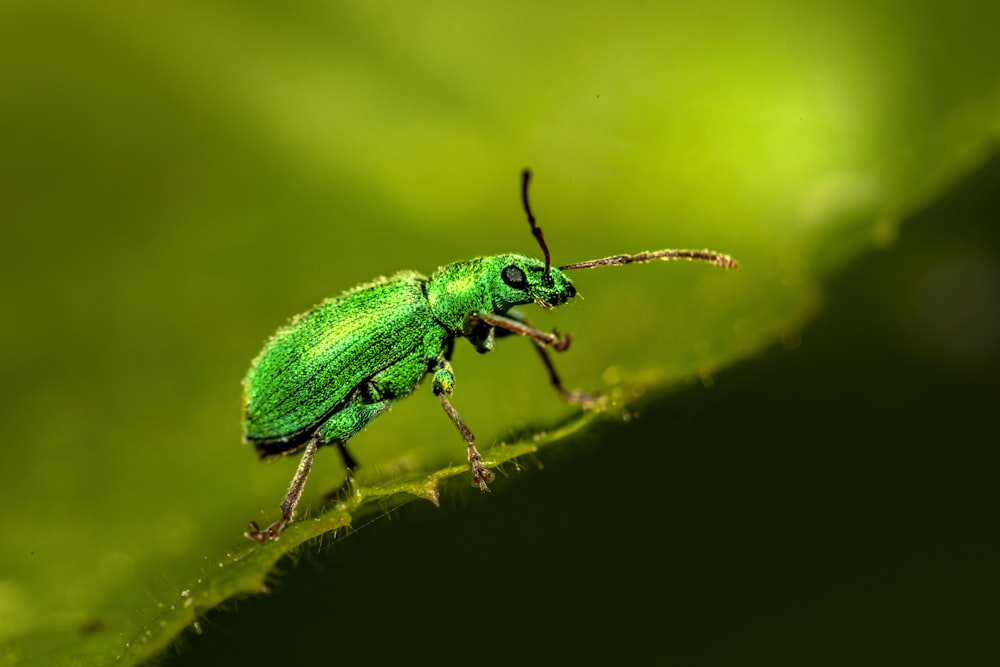 a close up of a green bug on a leaf